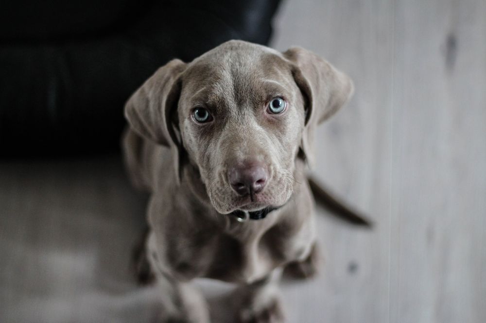 Effektiv hundetræning: En guide til styrket samarbejde mellem hund og ejer